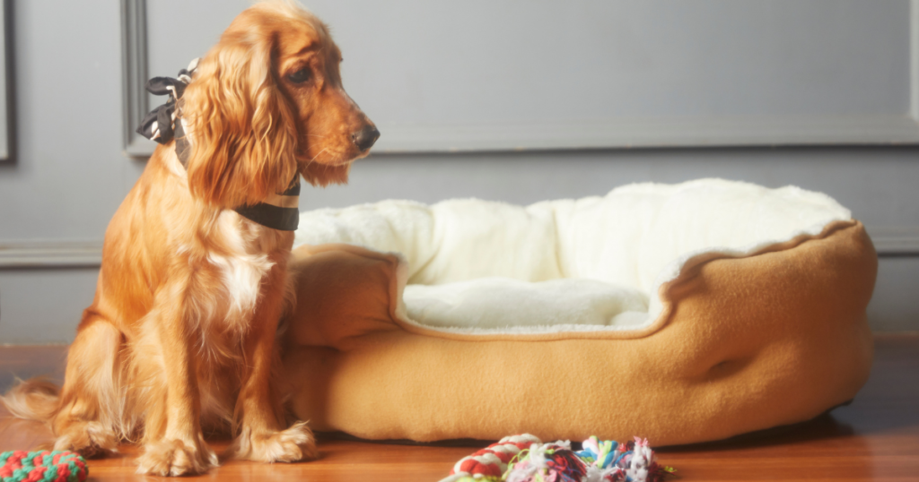 Imagem Representando Brinquedos para Pets e Cachorro Levando eles para Caminha