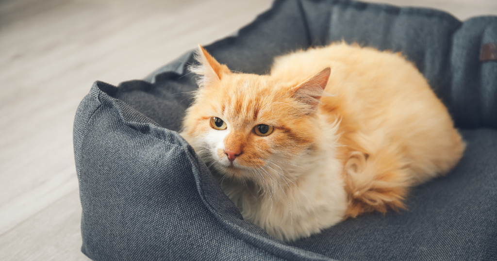 Imagem Mostrando um Gatinho em sua Cama para Pets