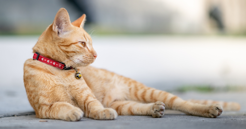 Imagem Mostrando Coleira para Pets Elegante com seu Gato