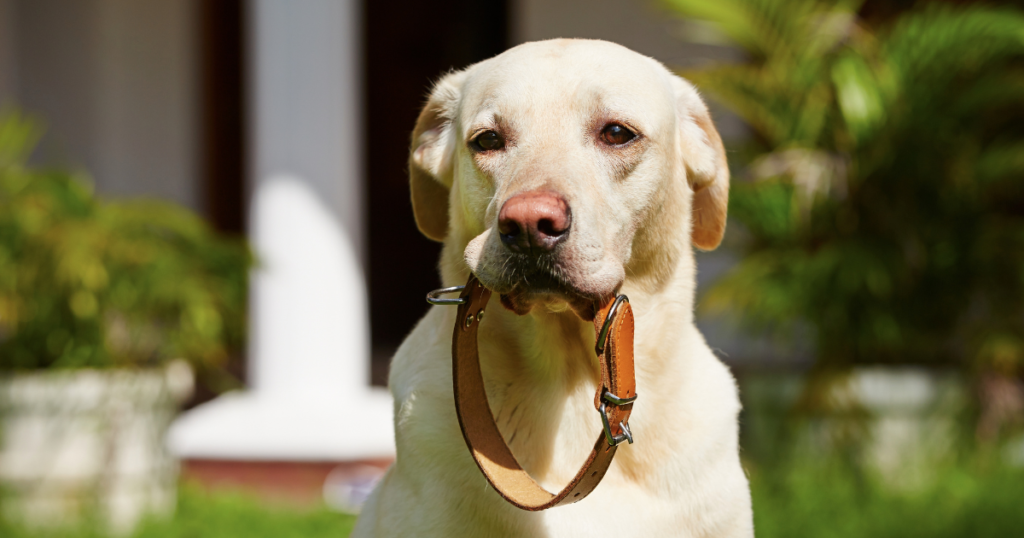 Imagem Mostrando Coleira para Pets da Cor Marrom com um Golden