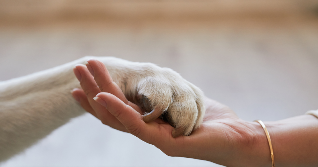 Imagem Representando Gratidão do Animalzinho pelos Comedouros para Pets