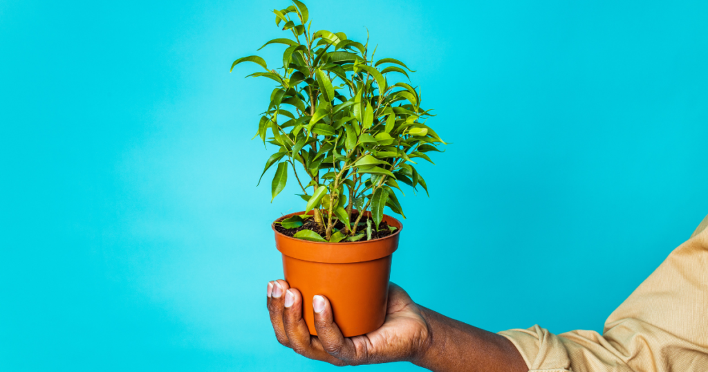 Imagem Representando Itens de Jardinagem com uma Planta